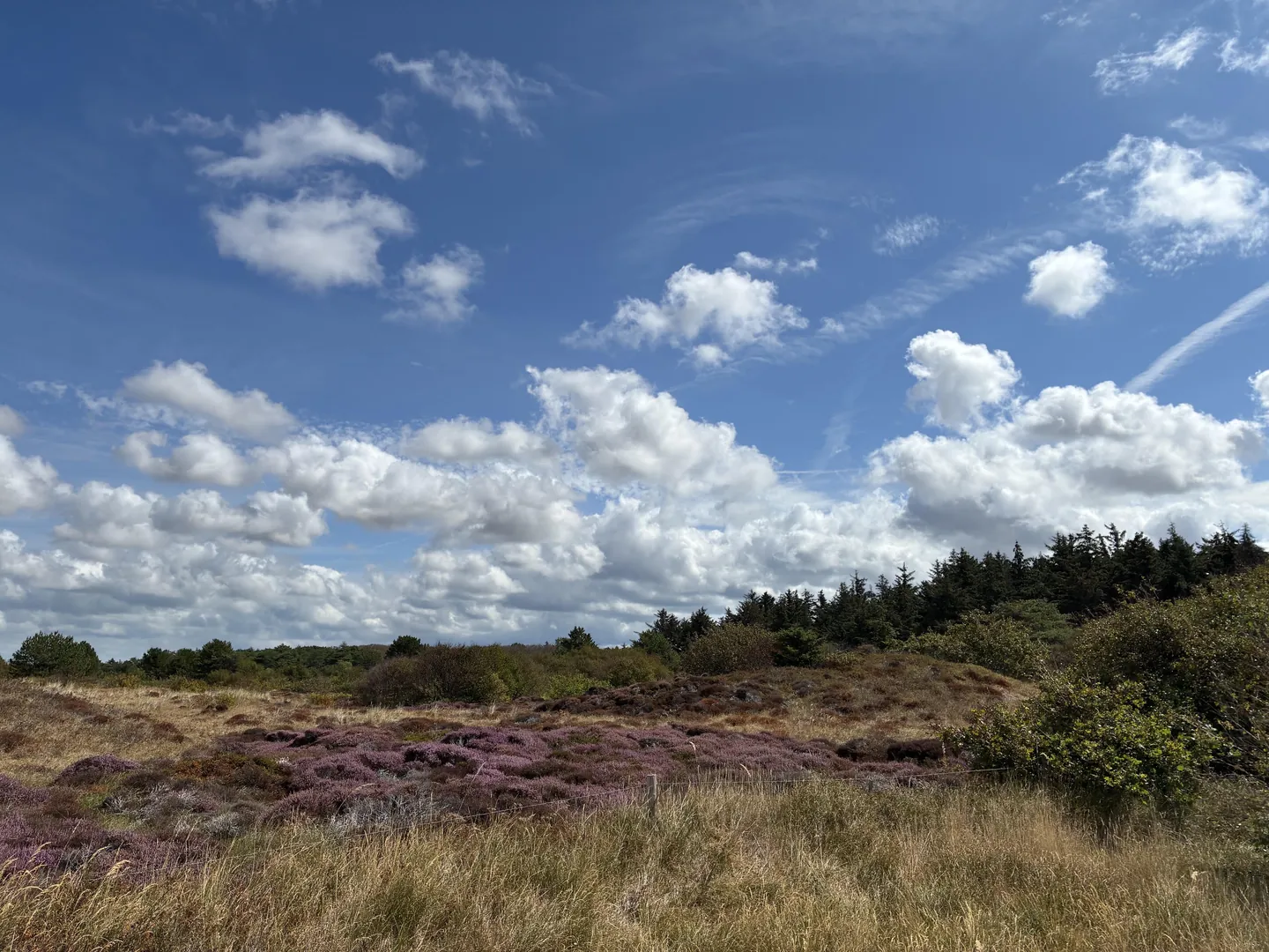Bloeiende paarse heide in de duinen met dennenbos en stapelwolken