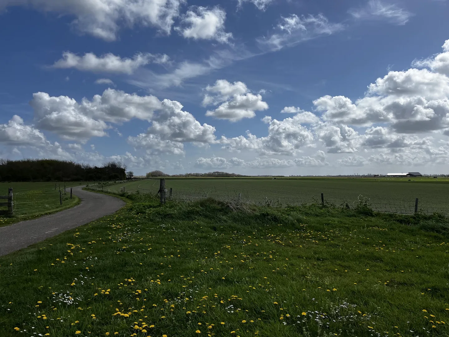 Kronkelend weggetje langs de weilanden, met paardenbloemen in het gras en stapelwolken boven de polder
