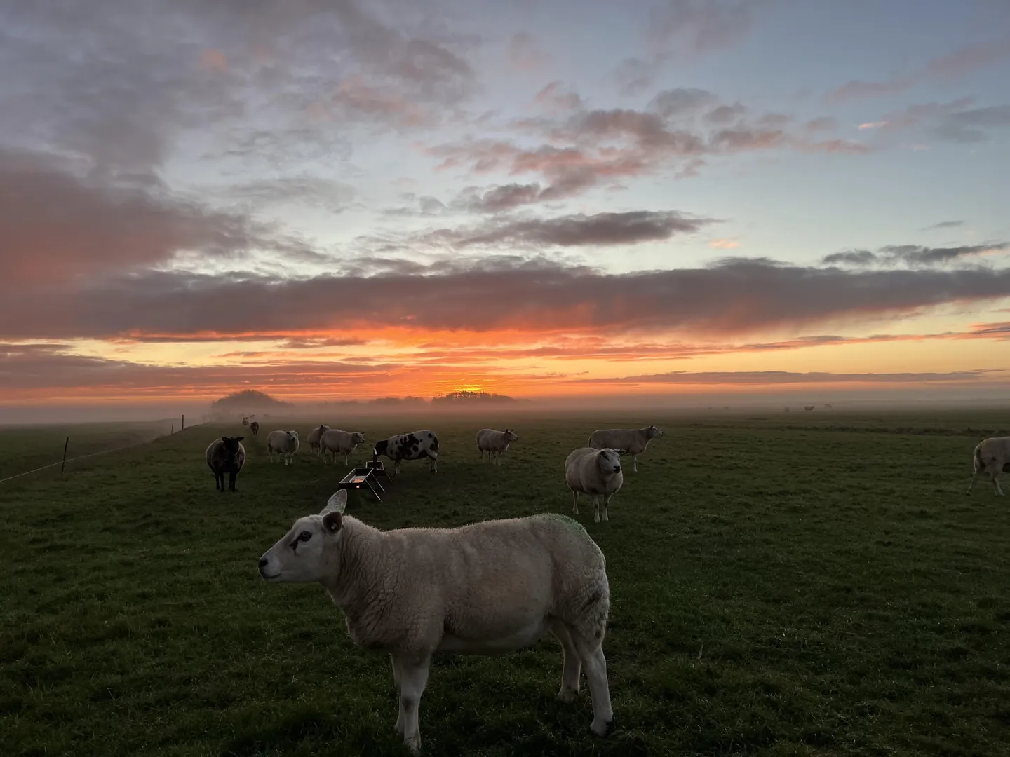 Schapen in de wei met laaghangende mist en een oranje gekleurde lucht