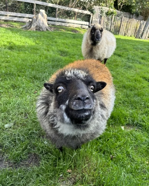 Een nieuwsgierig schaap kijkt recht in de camera, met een tweede schaap op de achtergrond in de wei